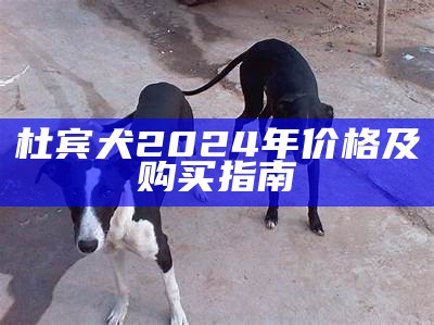 杜宾犬2024年价格及购买指南