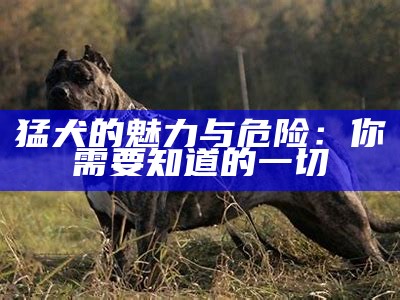 子弹猛犬的特征与饲养指南